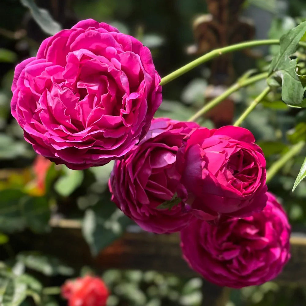 Scent Garden Japanese Florist Shrub Rose