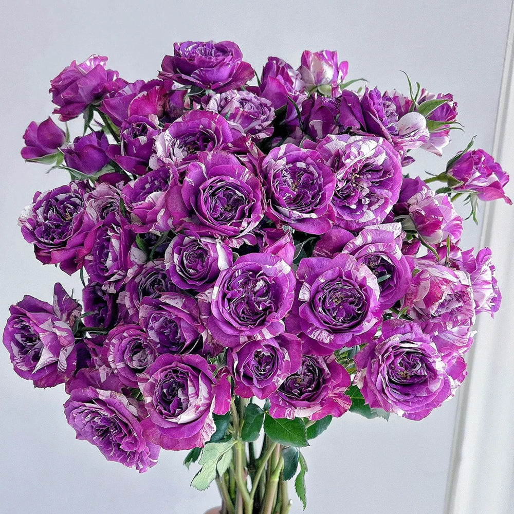 Scented Jewel Dutch Florist Shrub Rose