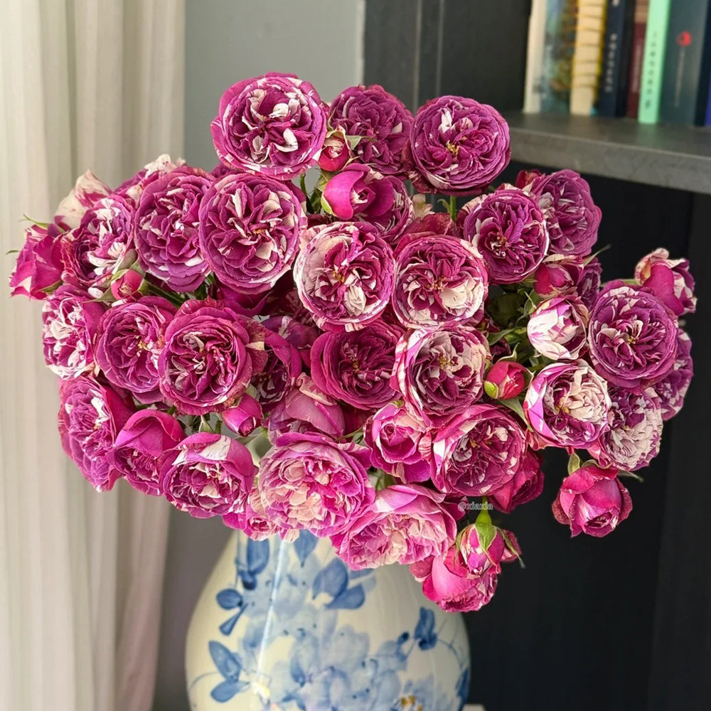 Scented Jewel Dutch Florist Shrub Rose