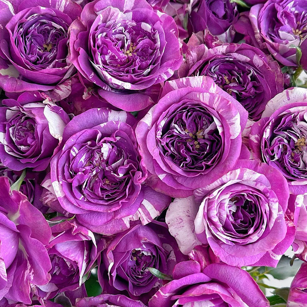 Scented Jewel Dutch Florist Shrub Rose