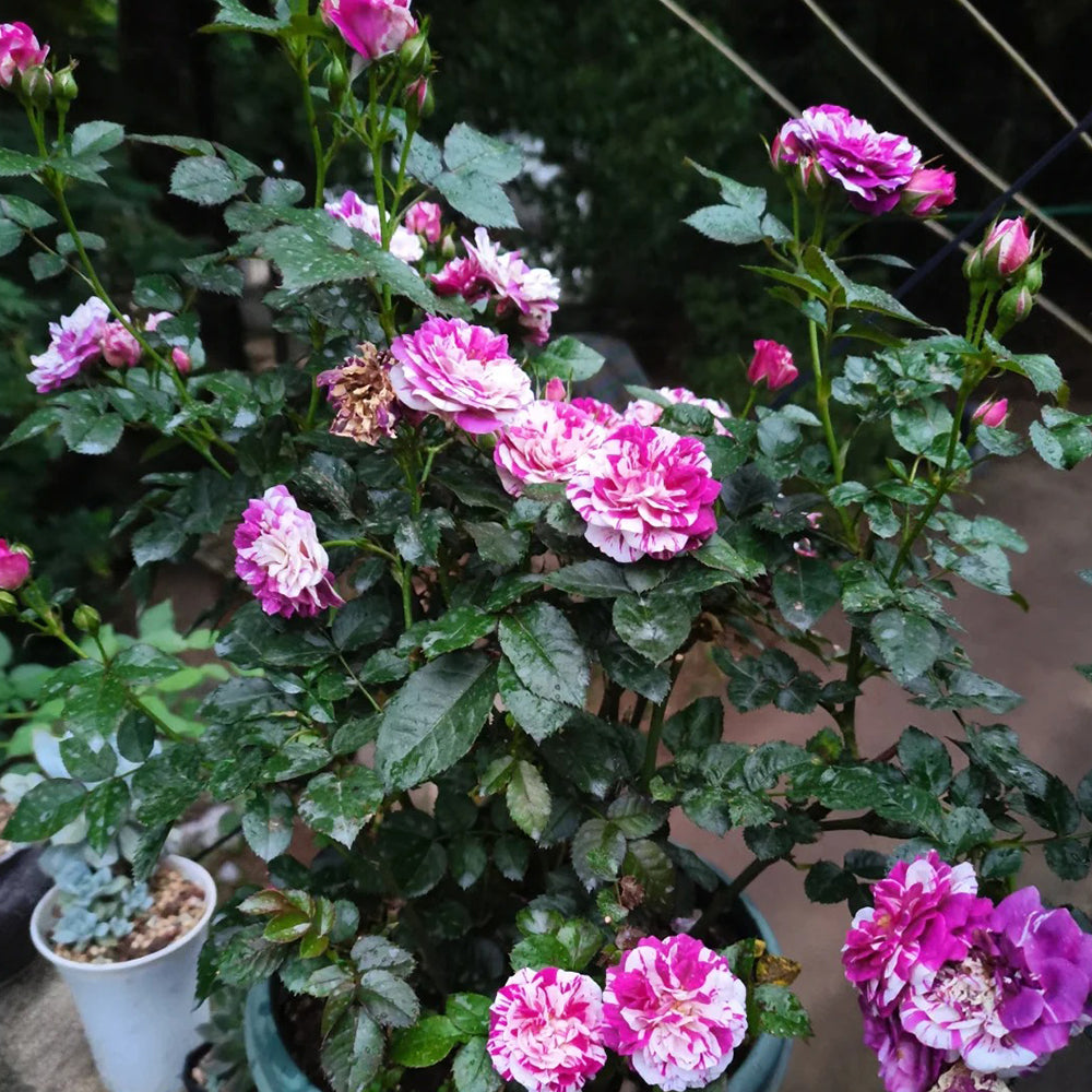 Scented Jewel Dutch Florist Shrub Rose