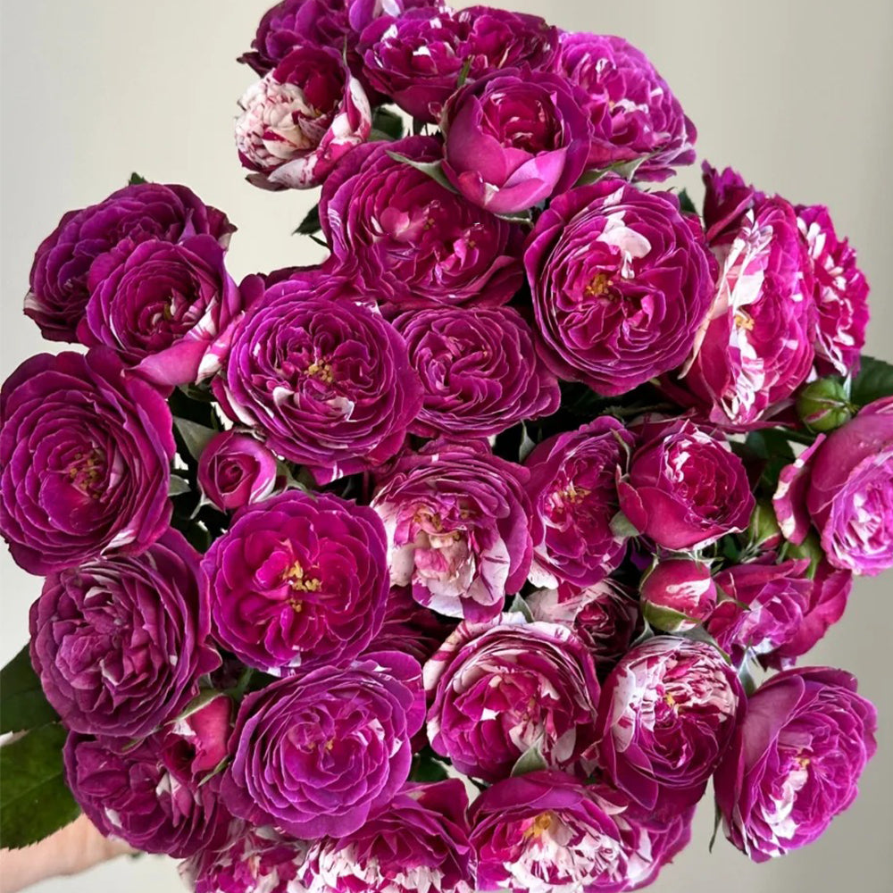 Scented Jewel Dutch Florist Shrub Rose