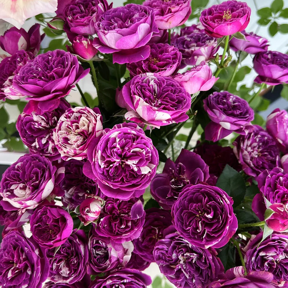 Scented Jewel Dutch Florist Shrub Rose
