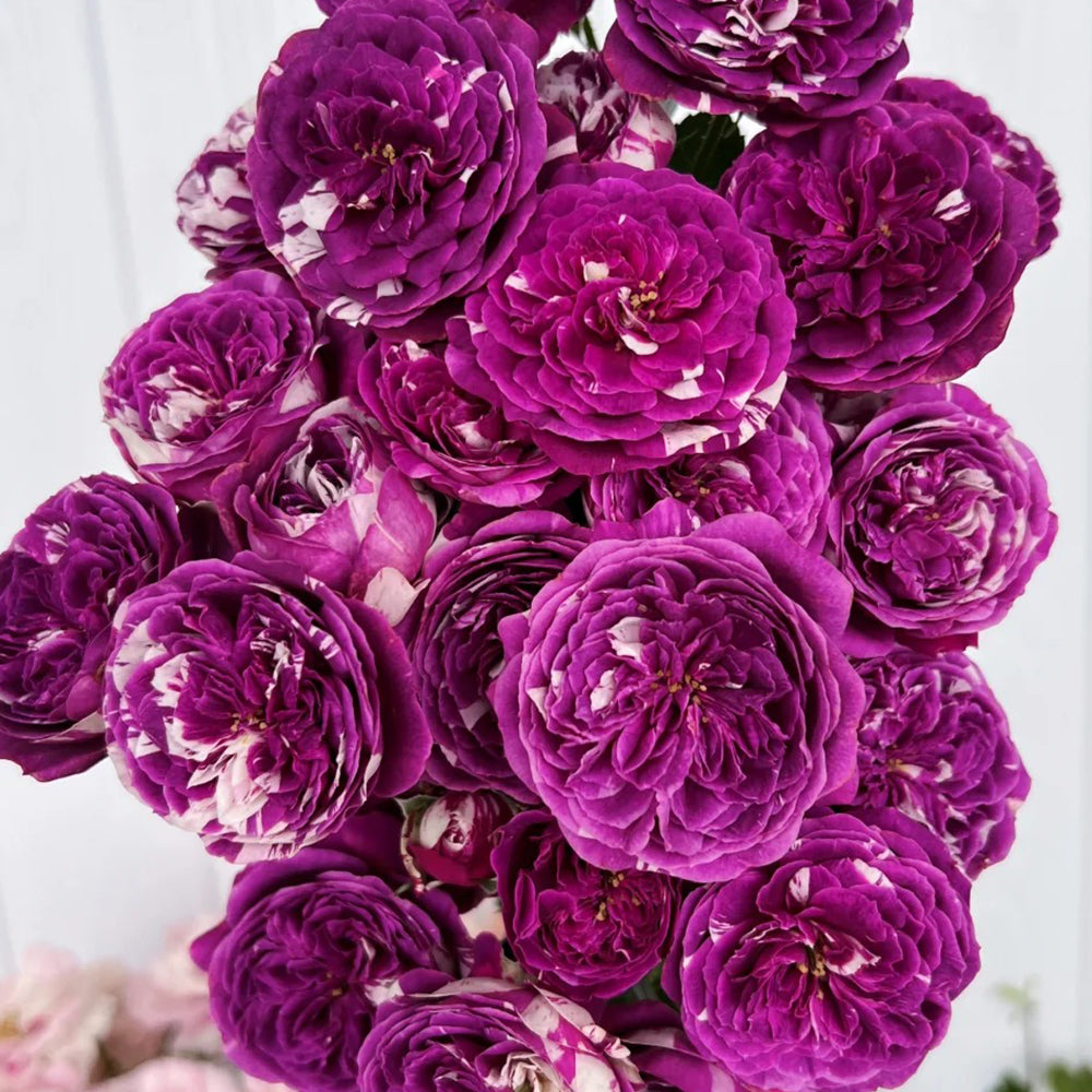 Scented Jewel Dutch Florist Shrub Rose