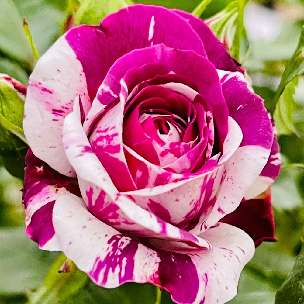 Scented Jewel Dutch Florist Shrub Rose