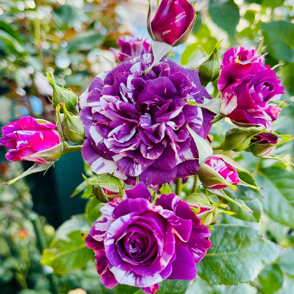 Scented Jewel Dutch Florist Shrub Rose