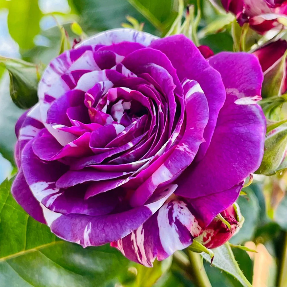 Scented Jewel Dutch Florist Shrub Rose