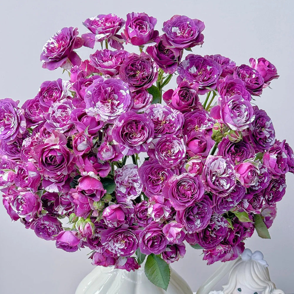 Scented Jewel Dutch Florist Shrub Rose