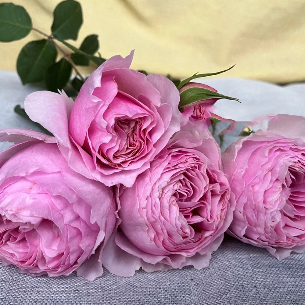Scentuous German Florist Shrub Rose