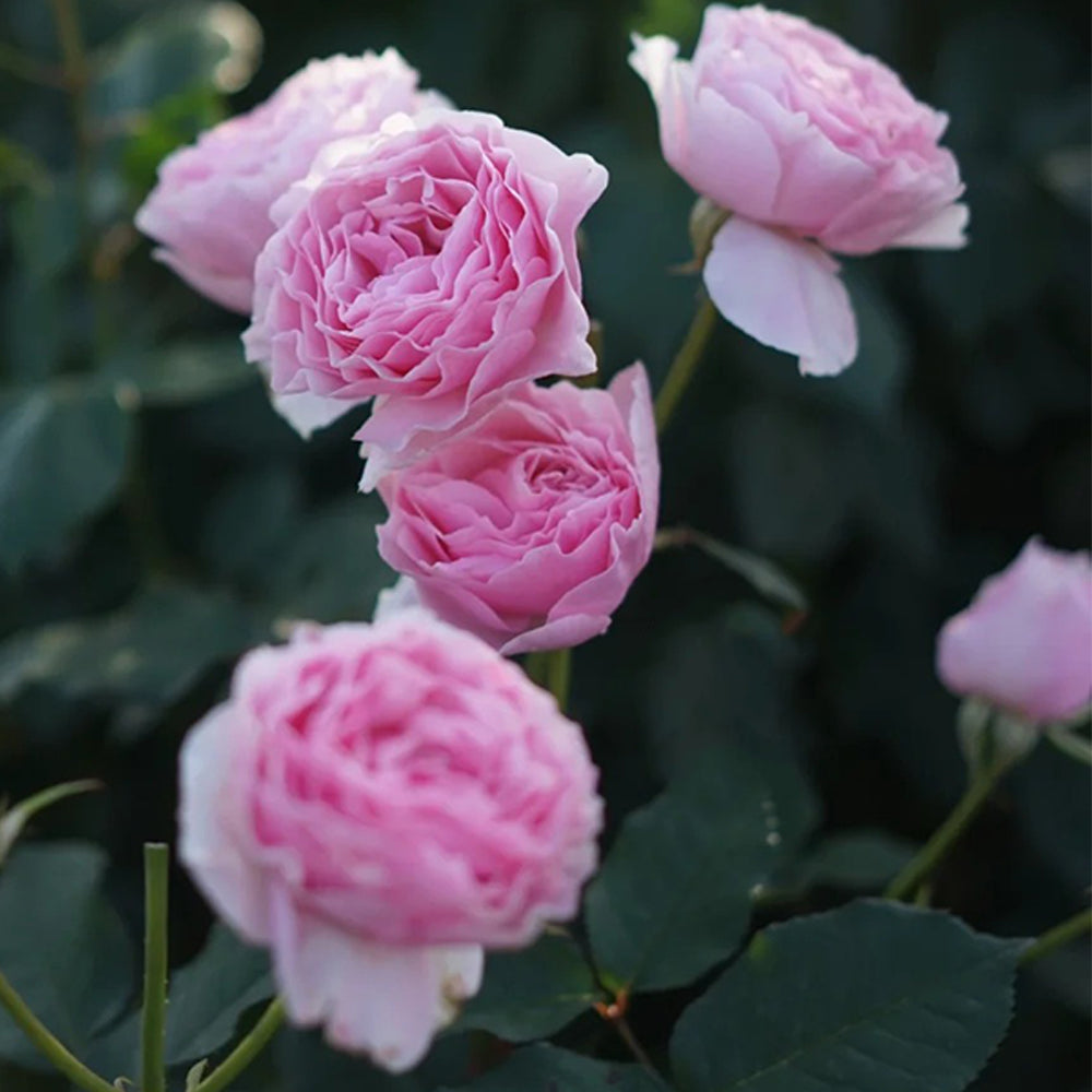 Scentuous German Florist Shrub Rose