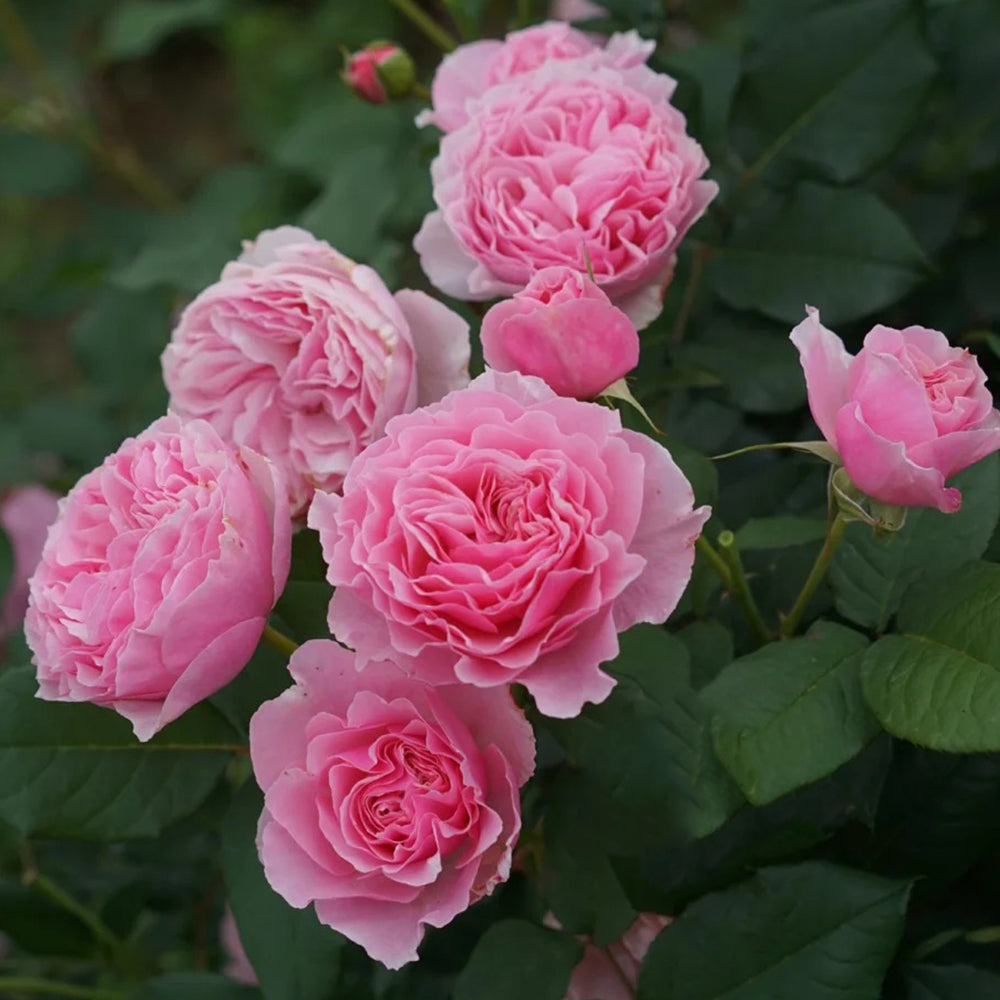 Scentuous German Florist Shrub Rose