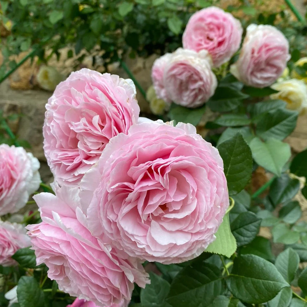 Scentuous German Florist Shrub Rose