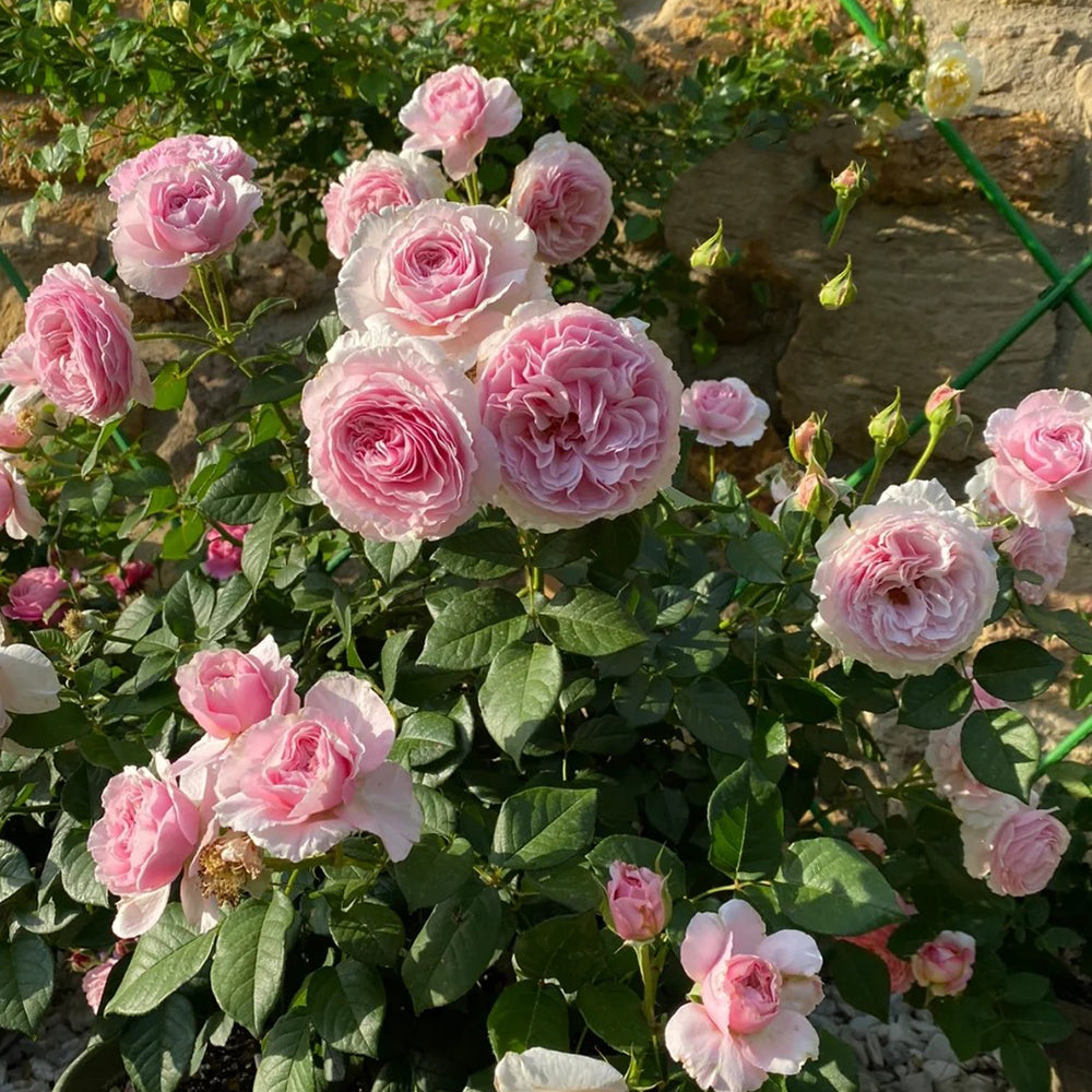 Scentuous German Florist Shrub Rose