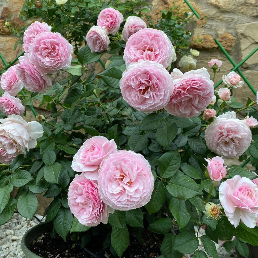 Scentuous German Florist Shrub Rose