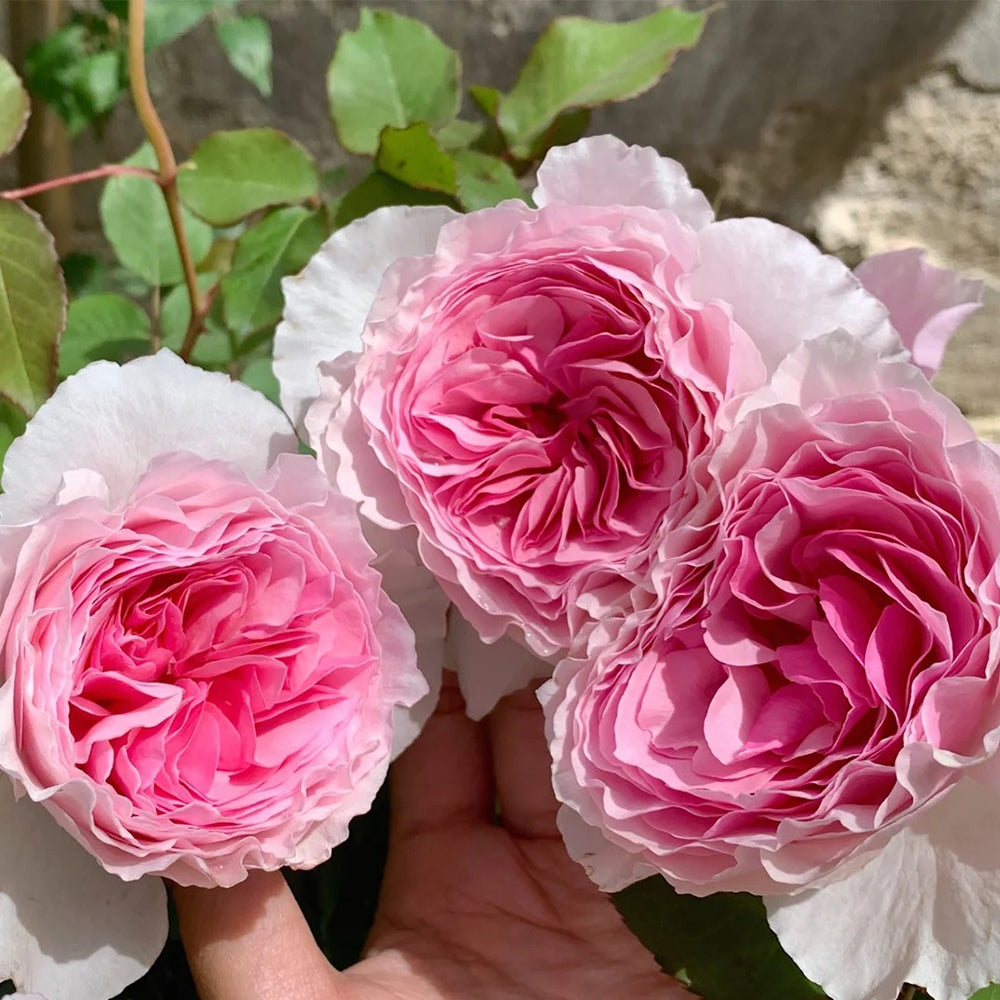 Scentuous German Florist Shrub Rose