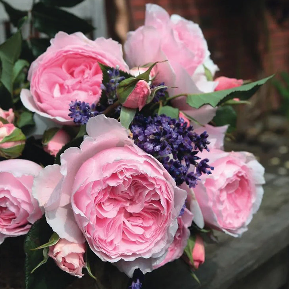 Scentuous German Florist Shrub Rose