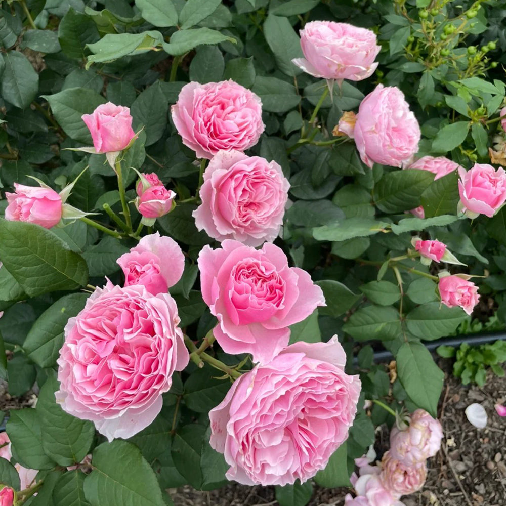 Scentuous German Florist Shrub Rose