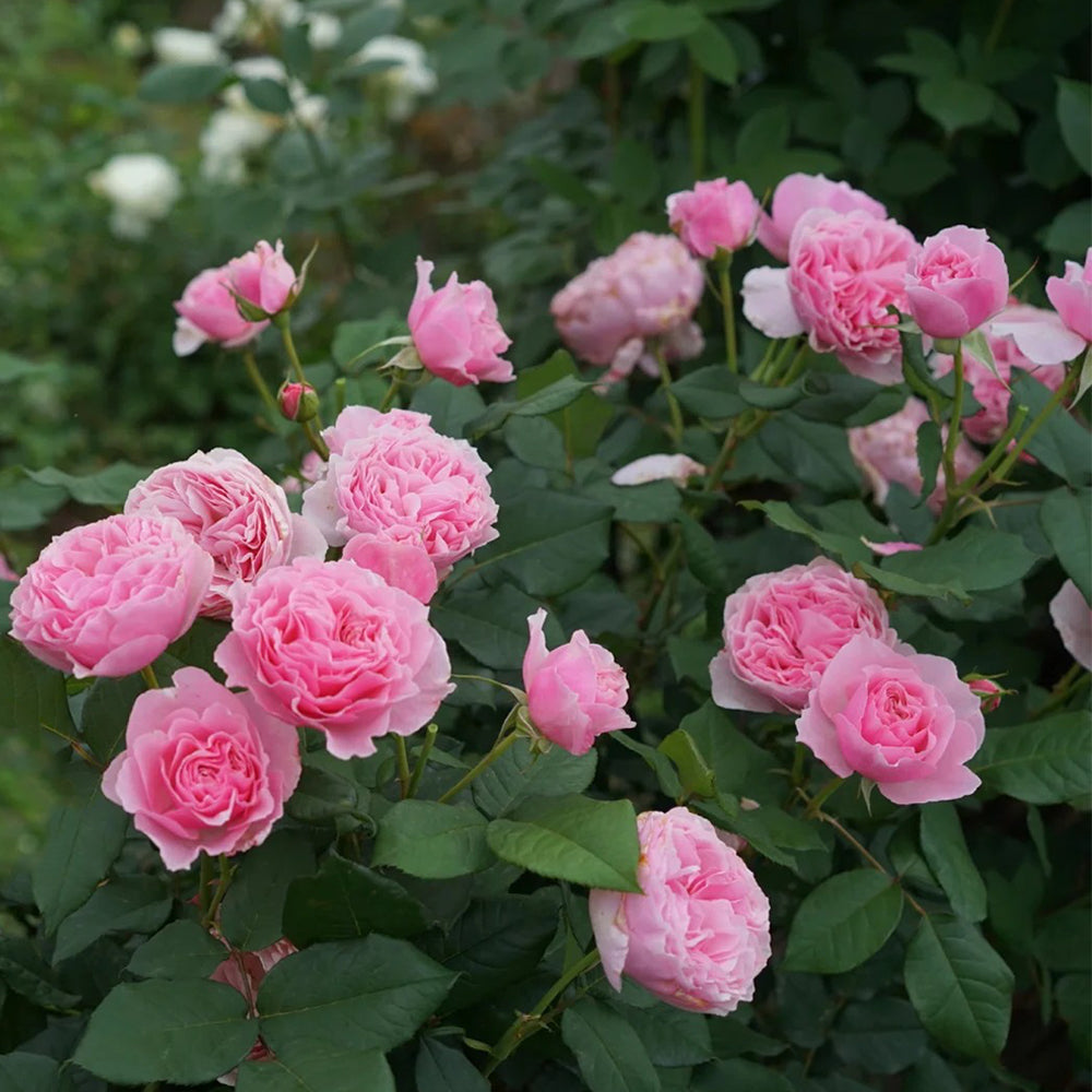 Scentuous German Florist Shrub Rose
