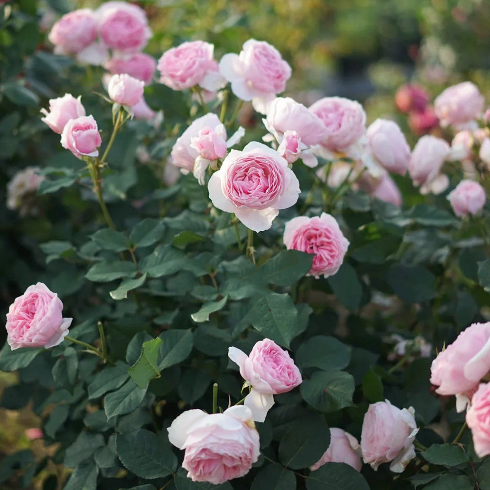 Scentuous German Florist Shrub Rose