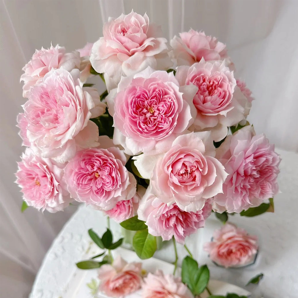 German Florist Shrub Rose Inspired by Schone Maid