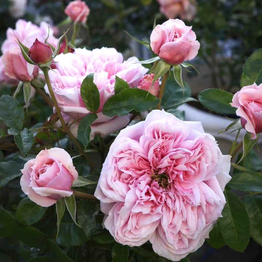 German Florist Shrub Rose Inspired by Schone Maid