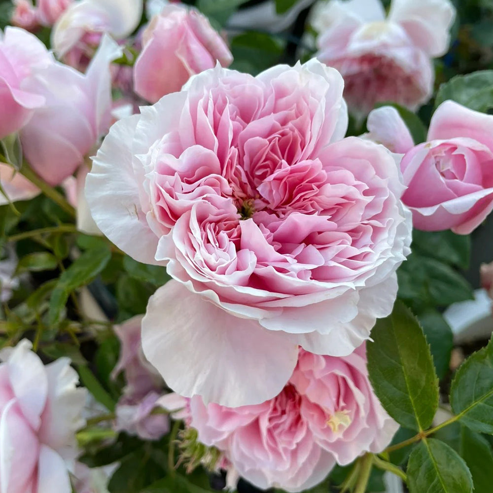 German Florist Shrub Rose Inspired by Schone Maid