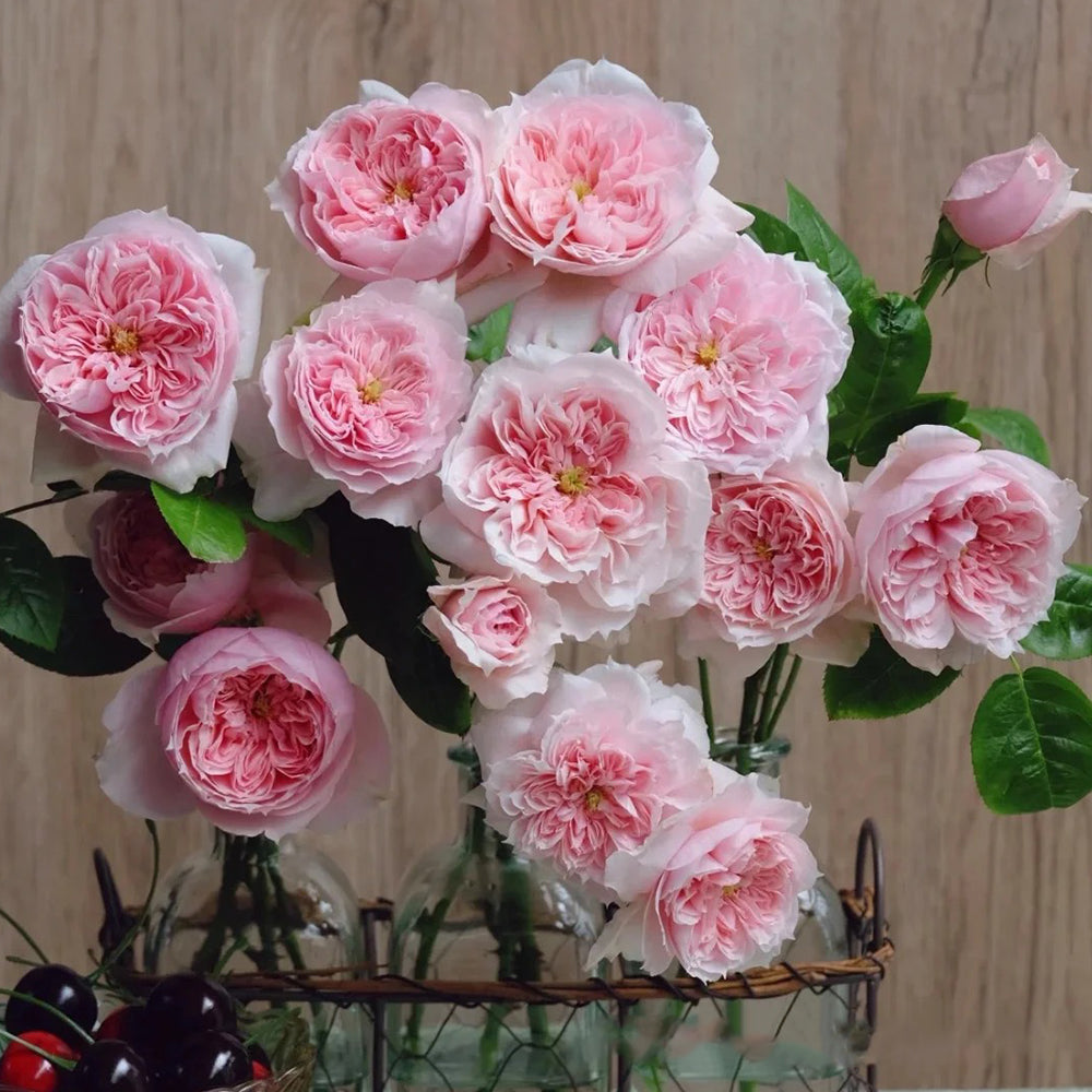 German Florist Shrub Rose Inspired by Schone Maid