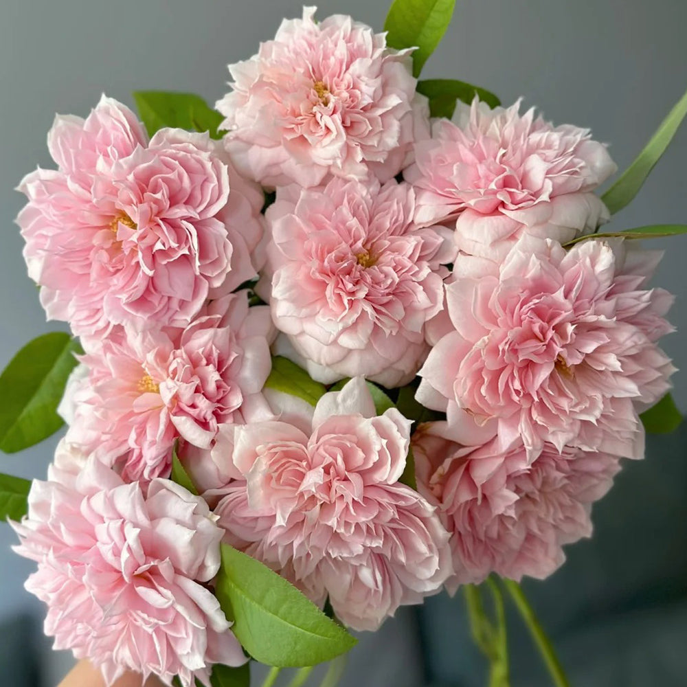 German Florist Shrub Rose Inspired by Schone Maid