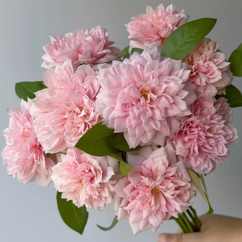 German Florist Shrub Rose Inspired by Schone Maid