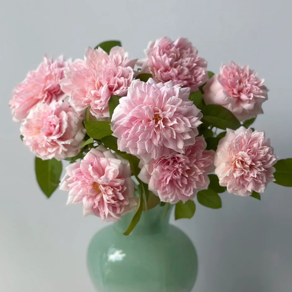German Florist Shrub Rose Inspired by Schone Maid