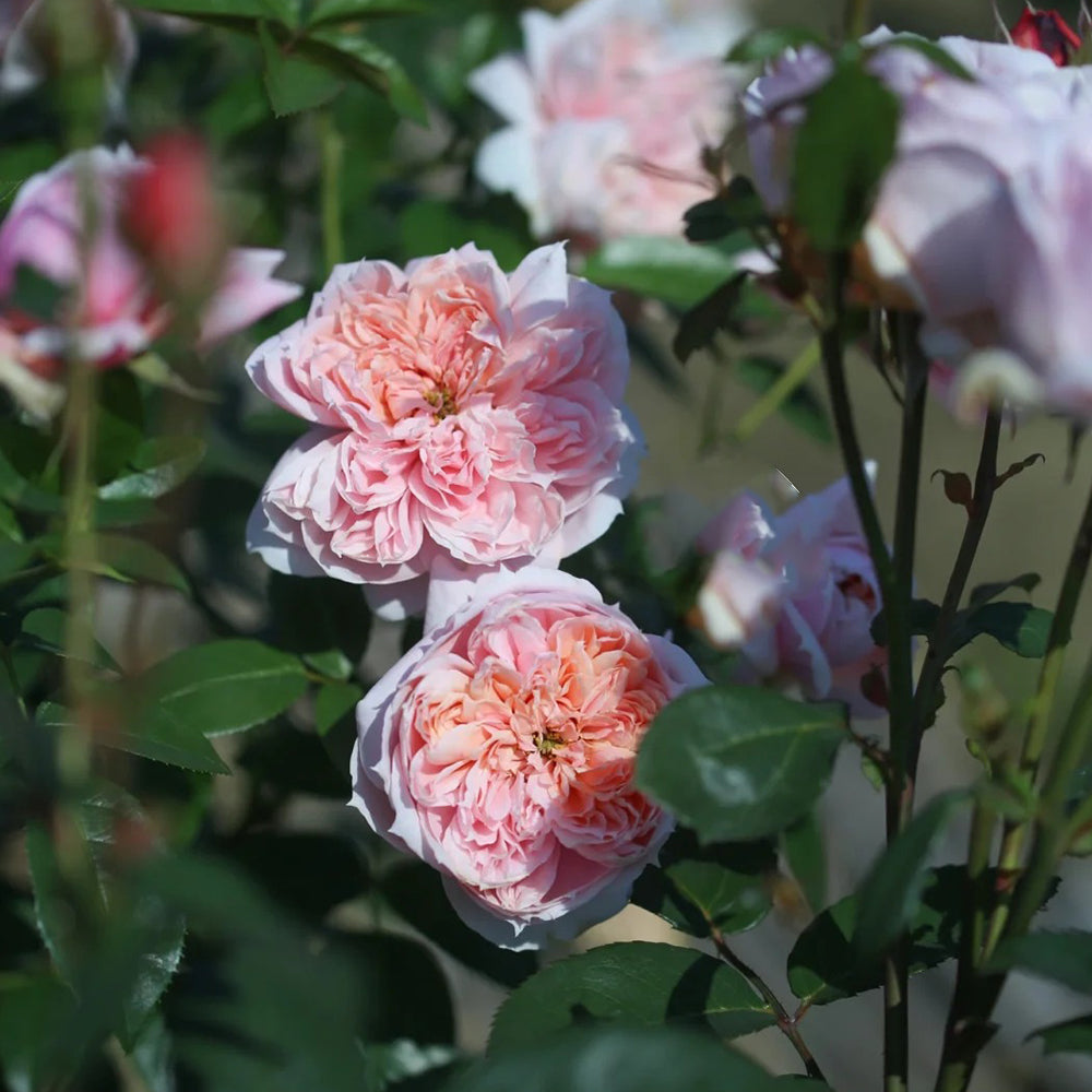 German Florist Shrub Rose Inspired by Schone Maid