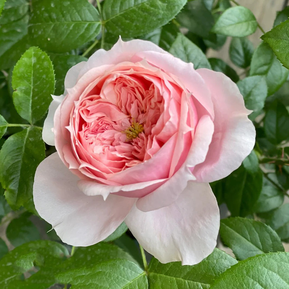 German Florist Shrub Rose Inspired by Schone Maid