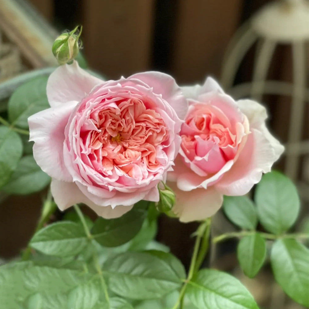 German Florist Shrub Rose Inspired by Schone Maid