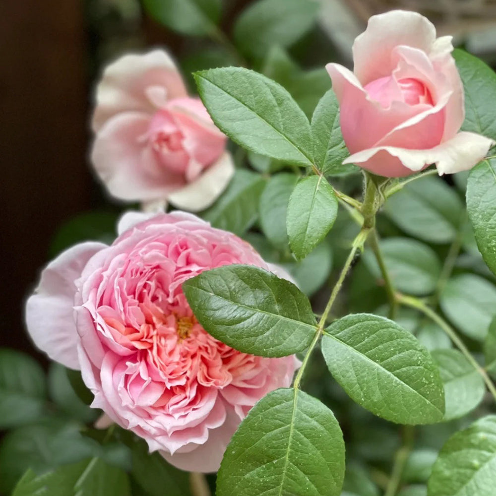 German Florist Shrub Rose Inspired by Schone Maid