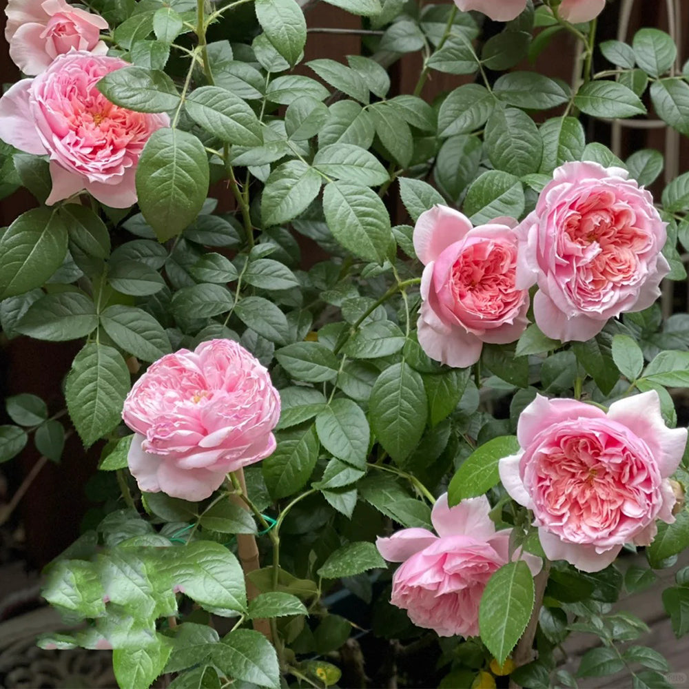 German Florist Shrub Rose Inspired by Schone Maid