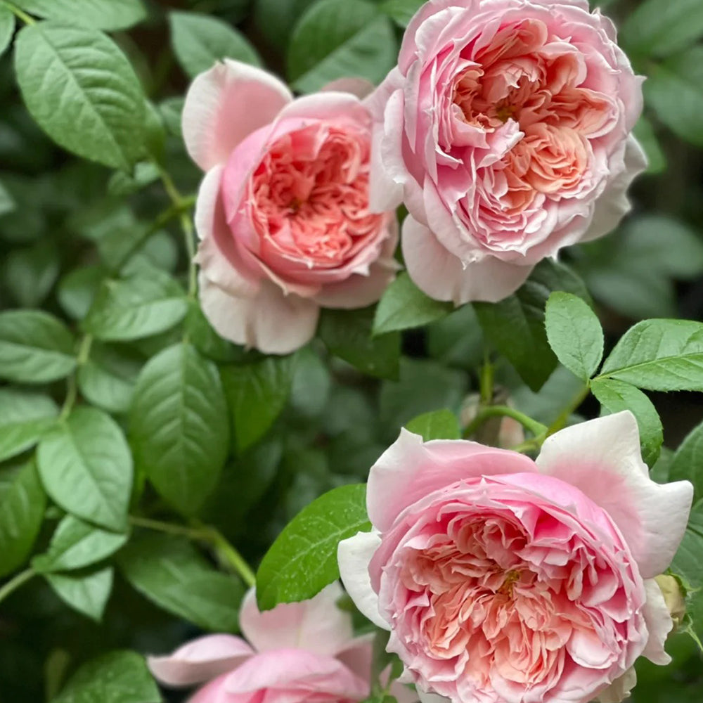 German Florist Shrub Rose Inspired by Schone Maid