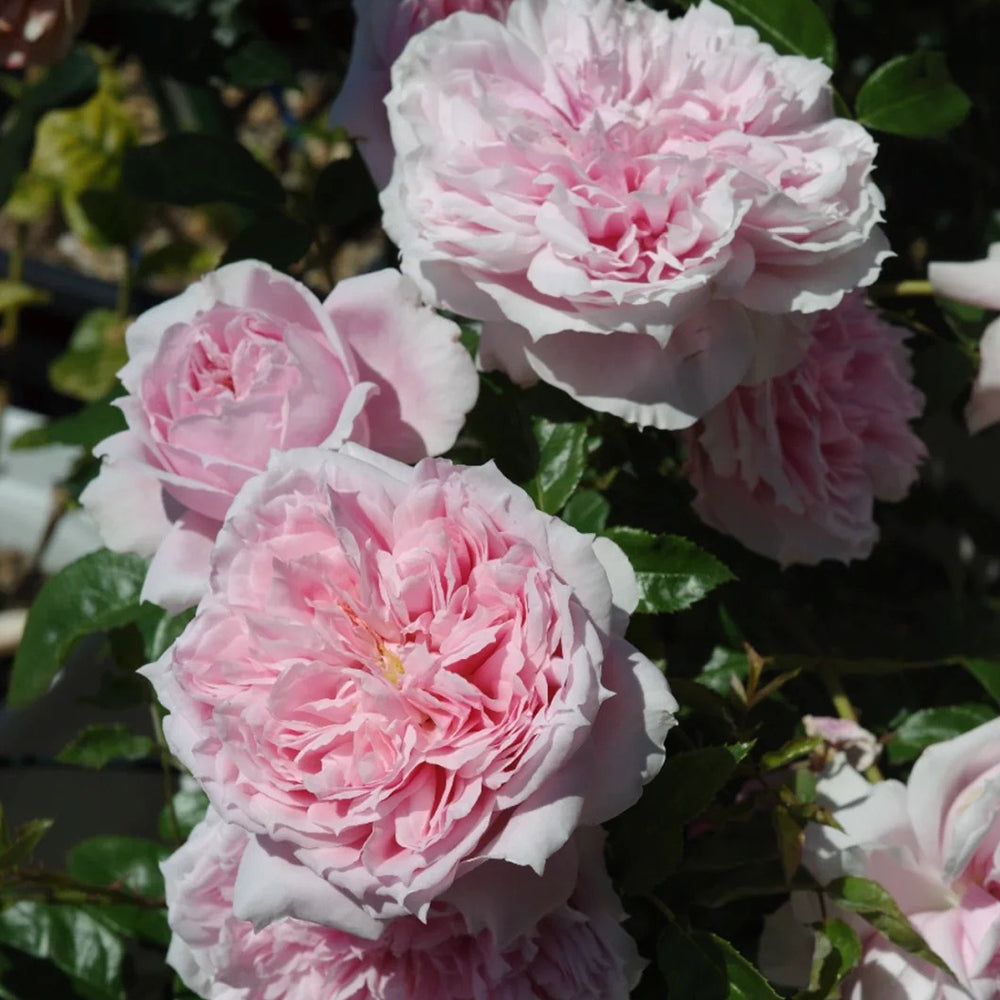 German Florist Shrub Rose Inspired by Schone Maid
