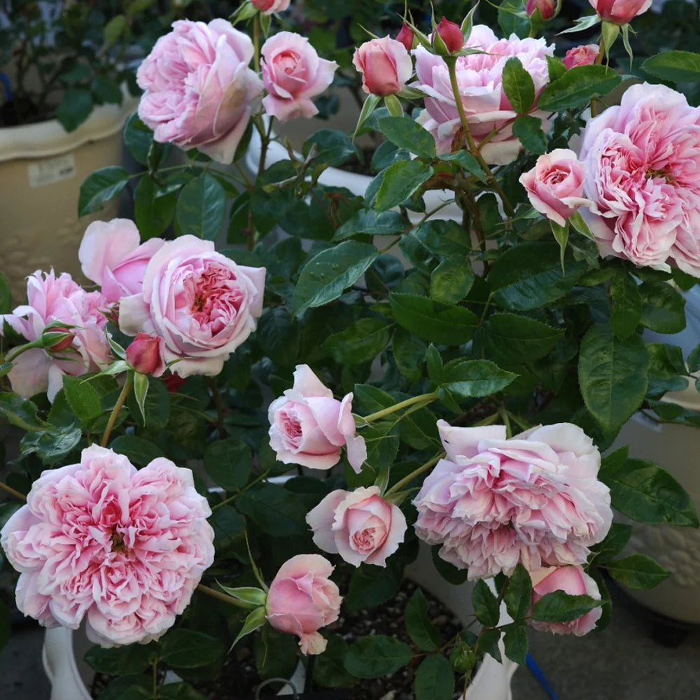 German Florist Shrub Rose Inspired by Schone Maid