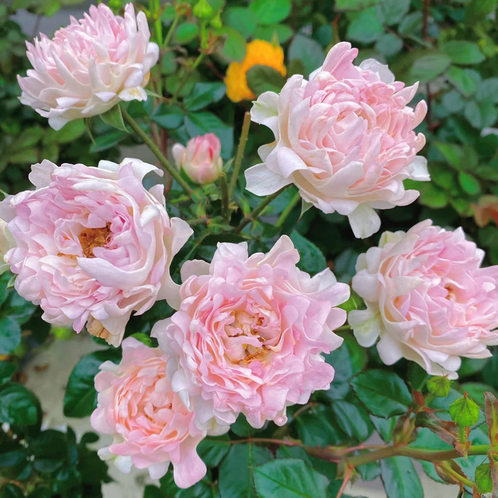 Florist Shrub Rose Inspired by Sea Anemone