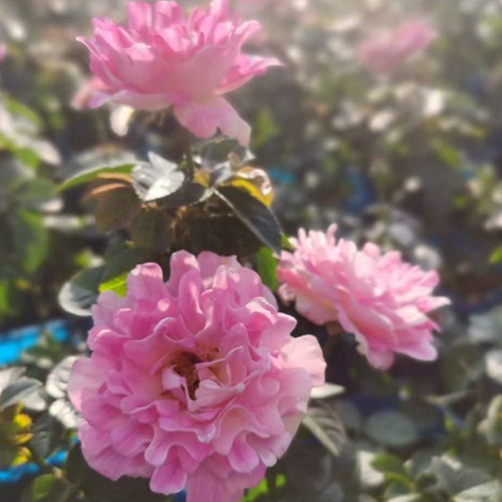 Florist Shrub Rose Inspired by Sea Anemone