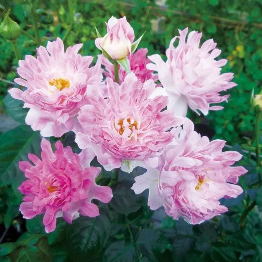 Florist Shrub Rose Inspired by Sea Anemone