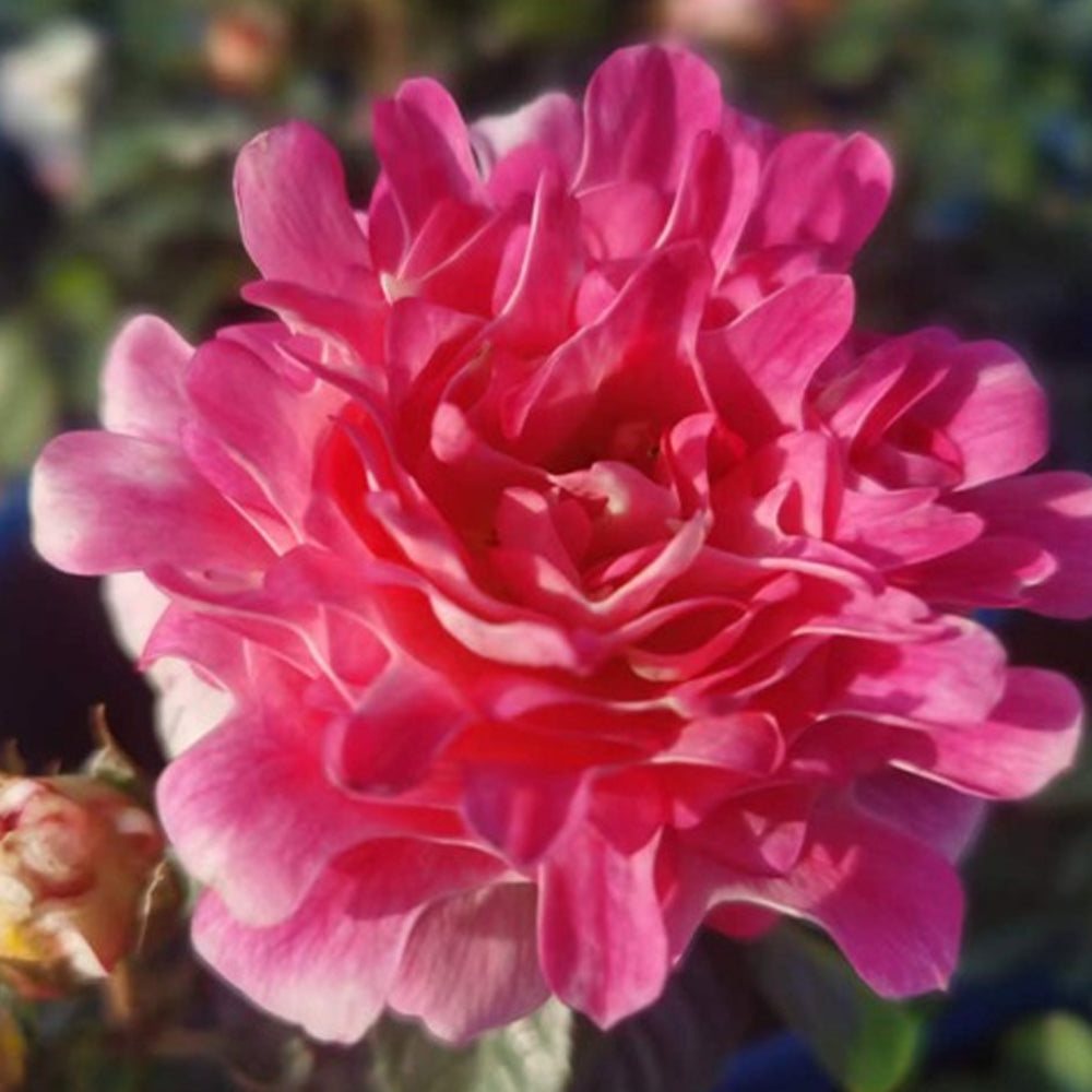 Florist Shrub Rose Inspired by Sea Anemone