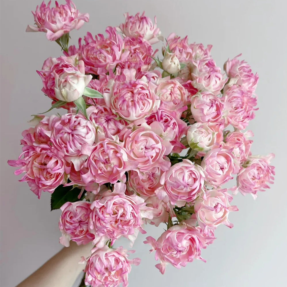 Florist Shrub Rose Inspired by Sea Anemone