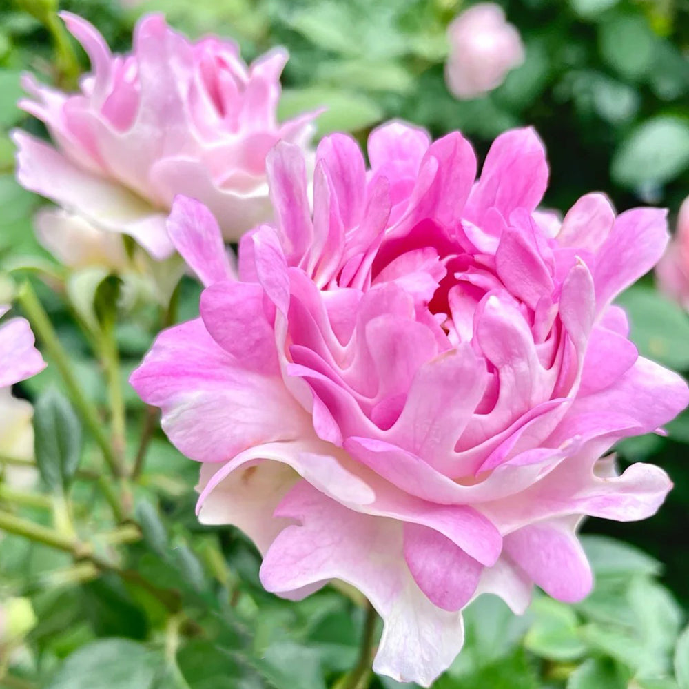 Florist Shrub Rose Inspired by Sea Anemone