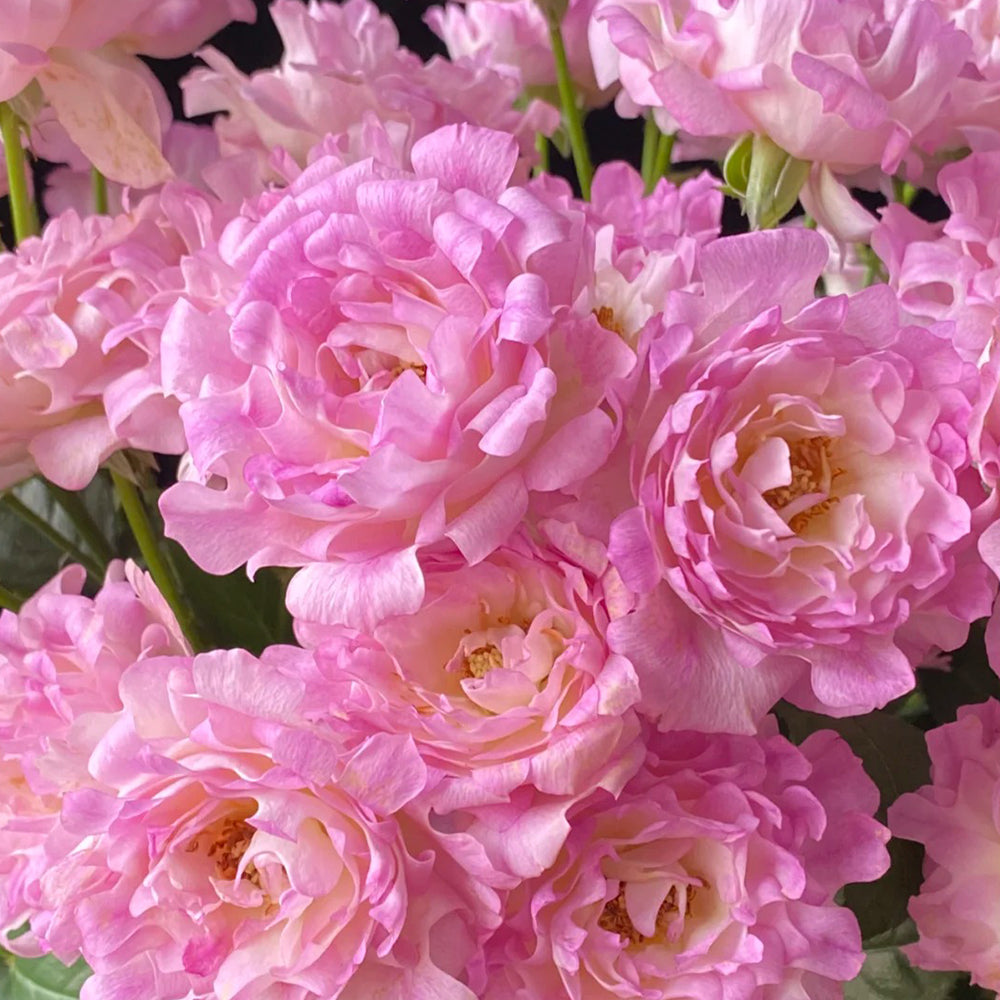 Florist Shrub Rose Inspired by Sea Anemone