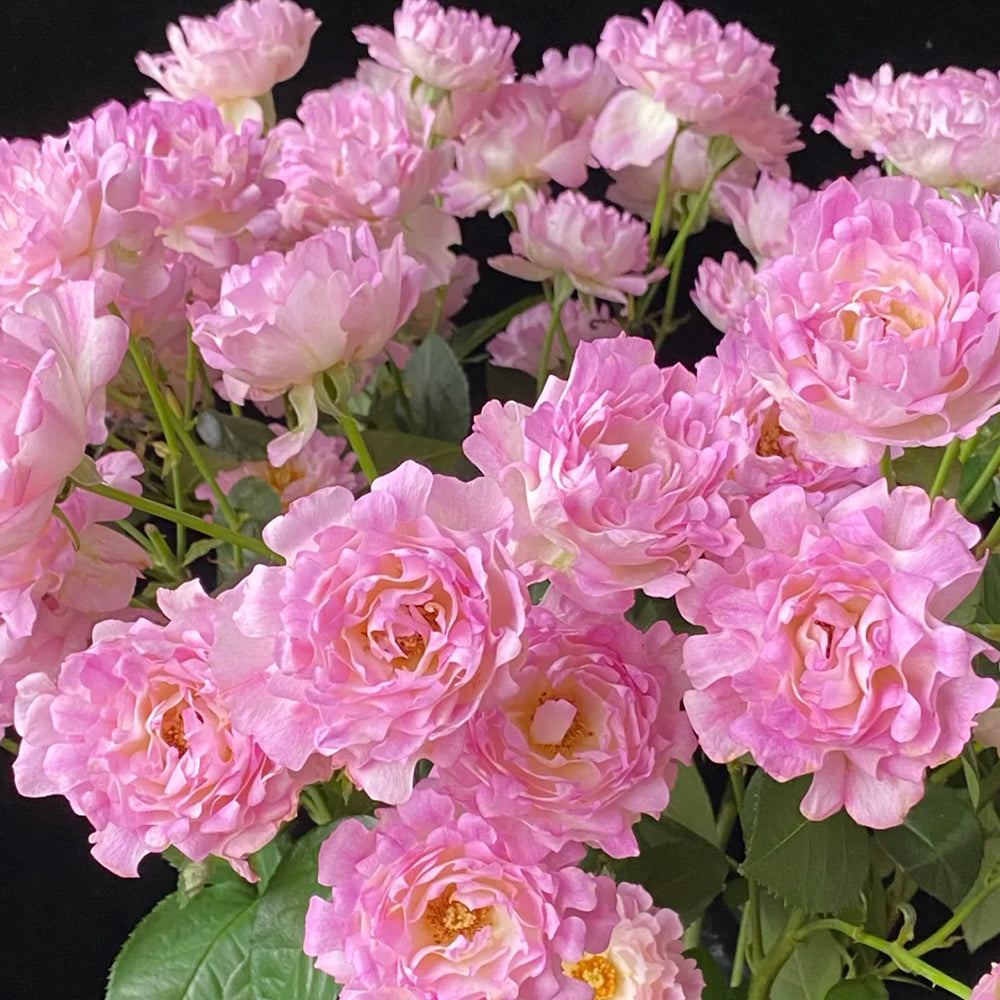 Florist Shrub Rose Inspired by Sea Anemone