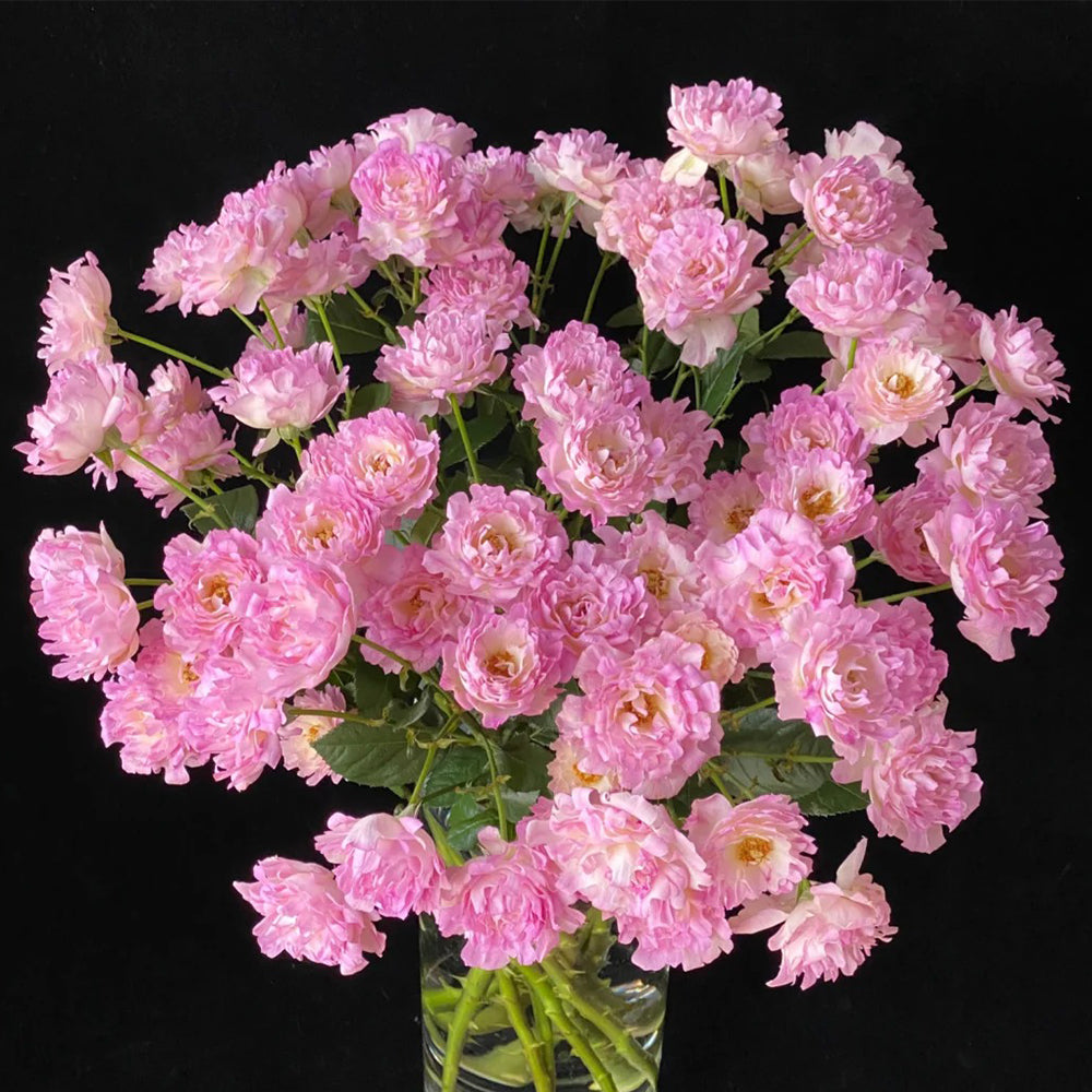 Florist Shrub Rose Inspired by Sea Anemone