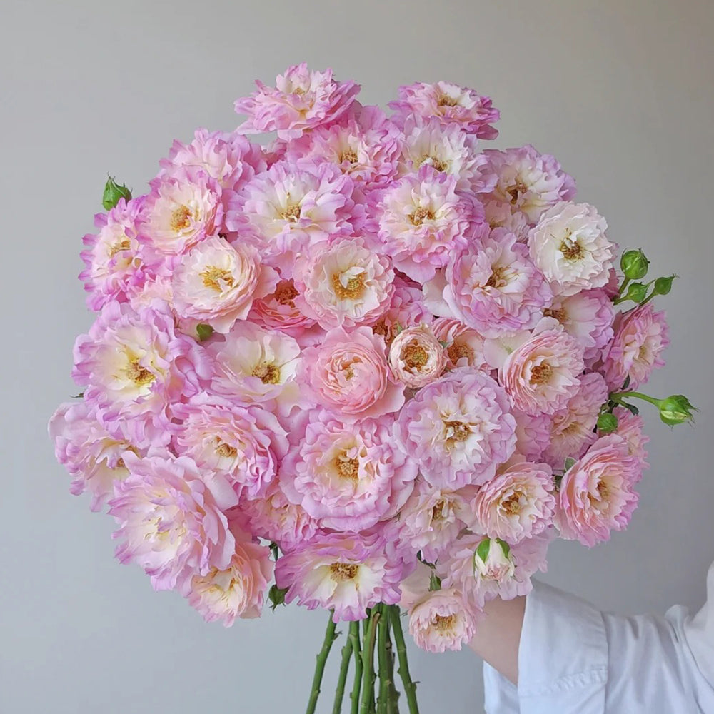 Florist Shrub Rose Inspired by Sea Anemone