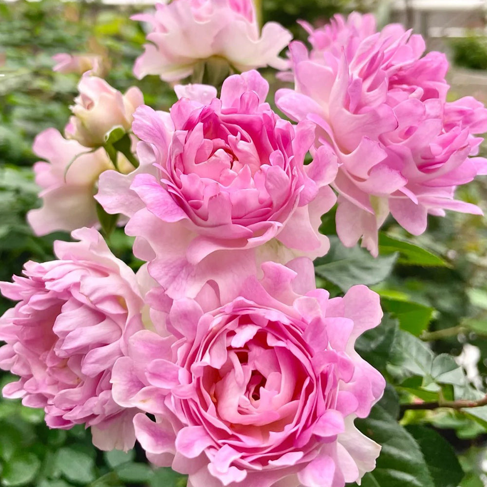 Florist Shrub Rose Inspired by Sea Anemone