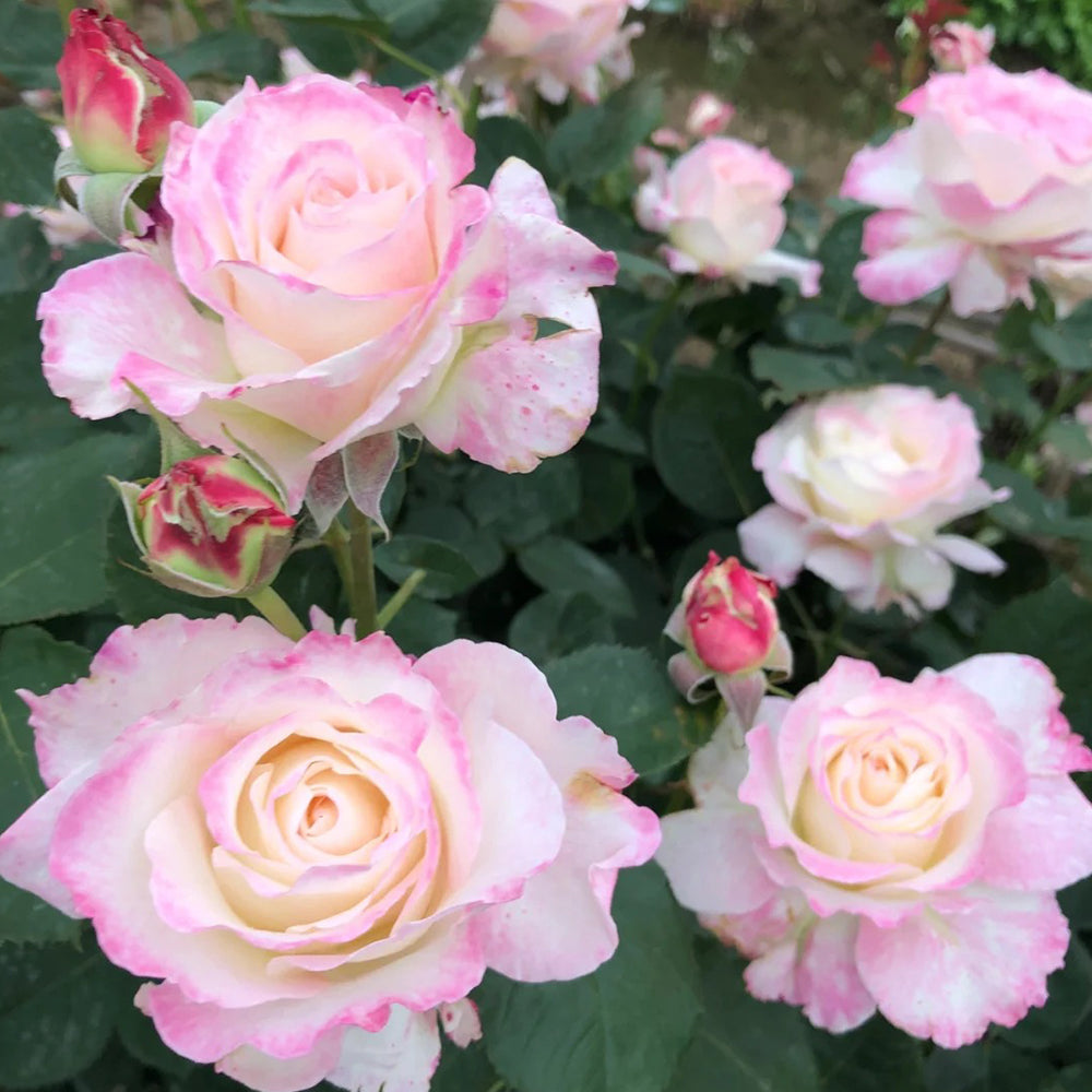 Seraphim Japanese Florist Shrub Rose